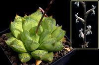 Haworthia cymbiformis