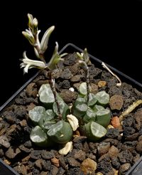 Haworthia maughanii