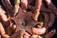 Huernia aspera