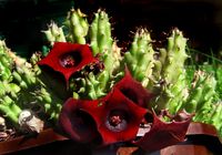 Huernia schneideriana