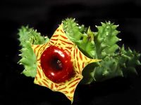 Huernia zebrina