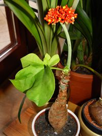 Jatropha podagrica