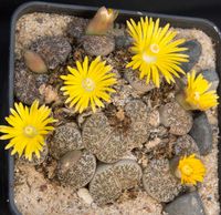 Lithops 115