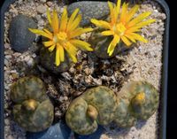 Lithops 116