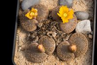 Lithops 117