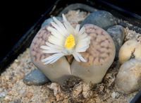 Lithops 118