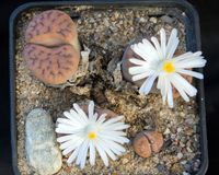 Lithops 120