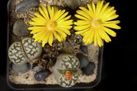 Lithops dorothea C124