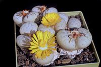 Lithops gracilidelineata