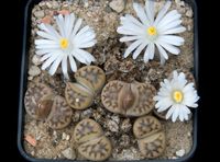 Lithops karasmontana