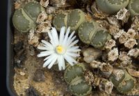 Lithops leslei