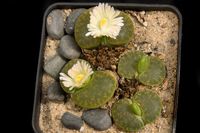 Lithops lesliei v albinica