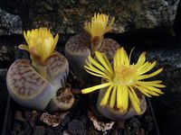 Lithops lesliei v venteri