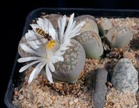 Lithops marmorata v elisae