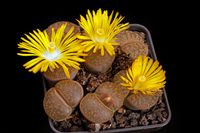 Lithops marmorata