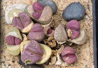 Lithops optica rubra