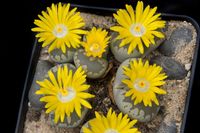 Lithops otzeniana