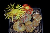 Lithops pseudotruncatella v. dendritica