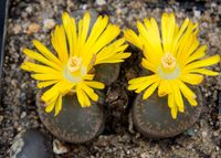 Lithops pseudotruncatella