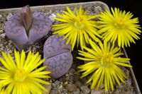 Lithops schwantesii v geberi