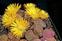 Lithops spec 116