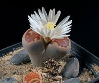 Lithops spec 119