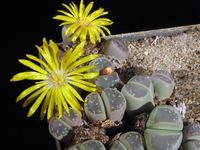 Lithops spec 151