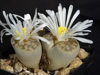 Lithops spec 2