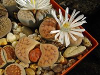 Lithops spec 3