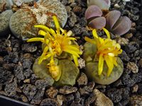 Lithops spec 4