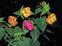 Mirabilis jalapa