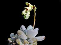 Pachyphytum oviferum