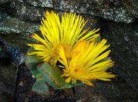 Pleiospilos fergusionae