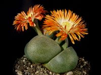 Pleiospilos nellii