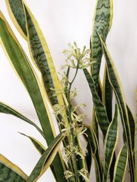 Sanseveria trivasciata v. laurentii