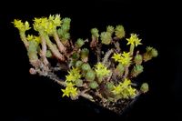 Sedum multiceps