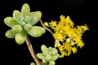 Sedum pachyphyllum