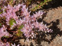 Sedum pulchellum