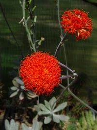 Senecio fulgens