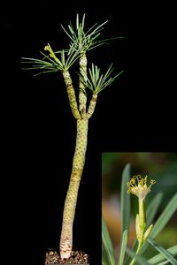 Senecio kleiniae