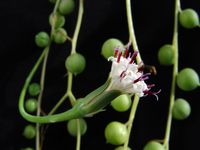 Senecio rowleyanus