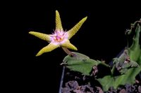 Stapelia flavopurpurea