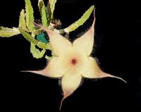 Stapelia gigantea