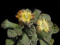 Titanopsis calpanea